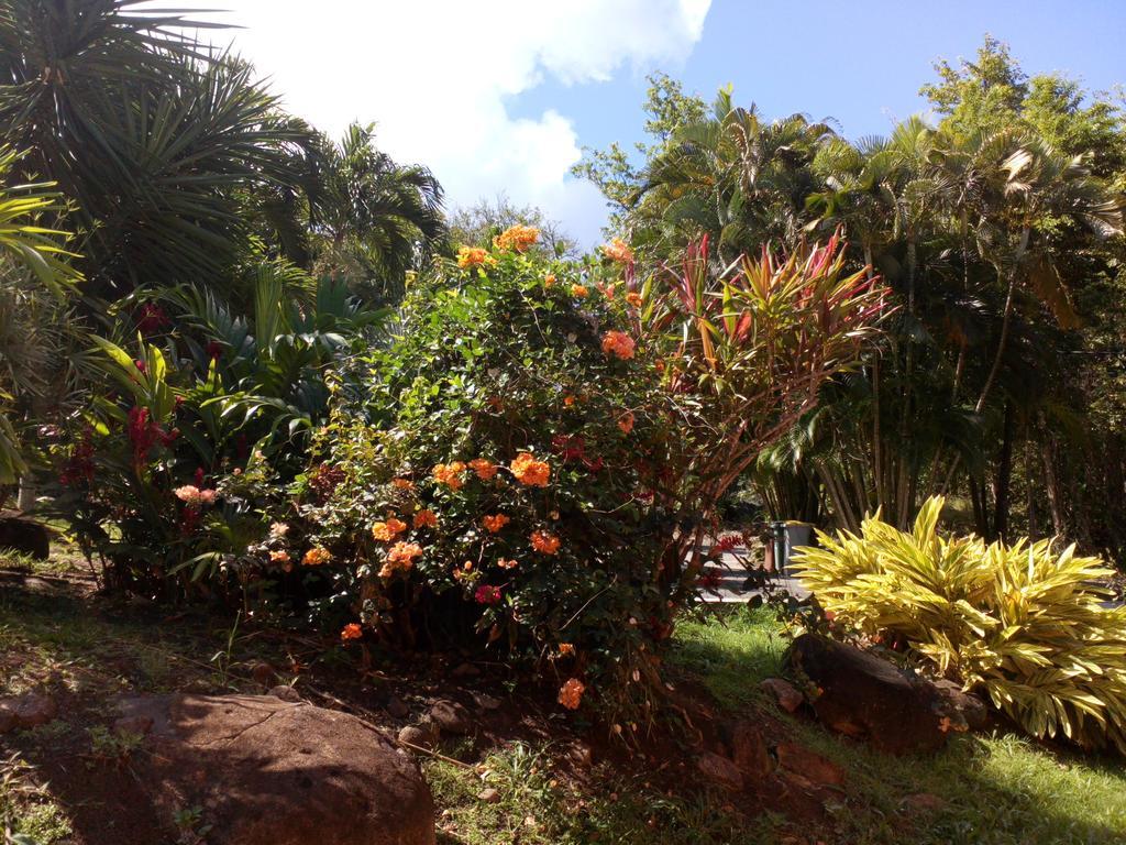 Villa Oasis De Grande Anse Deshaies Exterior foto